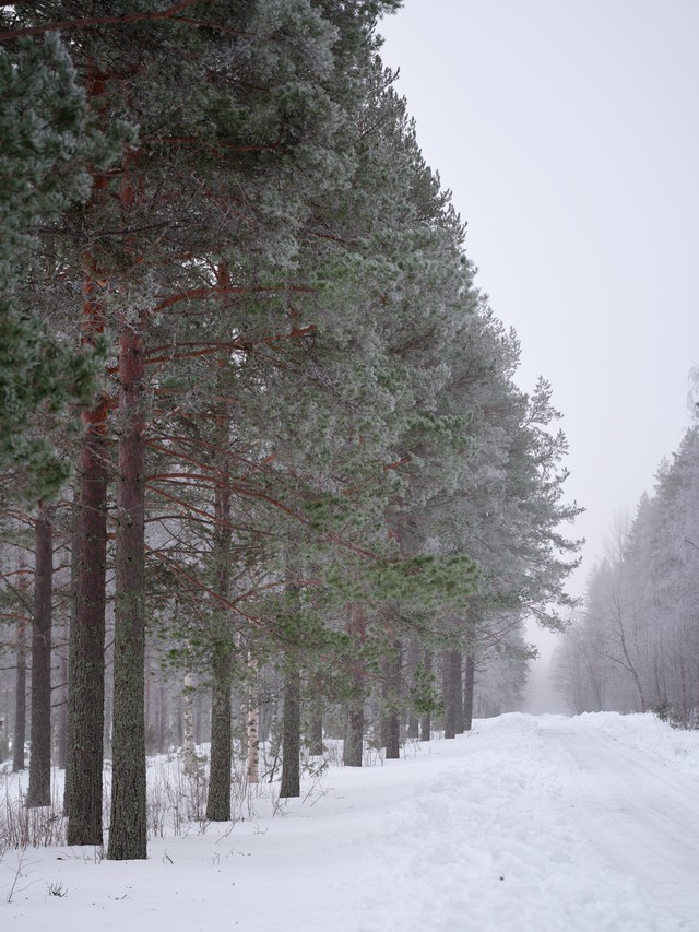 Fujifilm GF 100mm f5.6 TS_28w.jpg