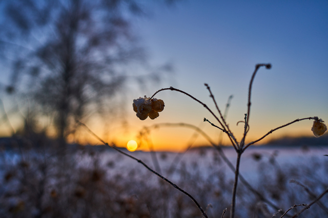 Samyang V-AF 24mm f1.8_8w.jpg