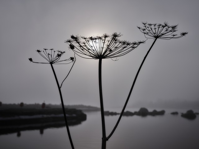 Fujifilm GFX100RF_20w.jpg