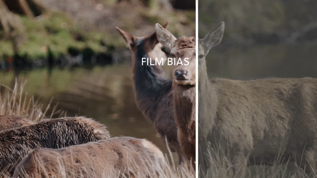 Film Bias.png