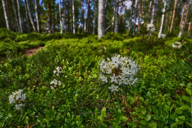 Samyang V-AF 20mm F1.9_4w.jpg