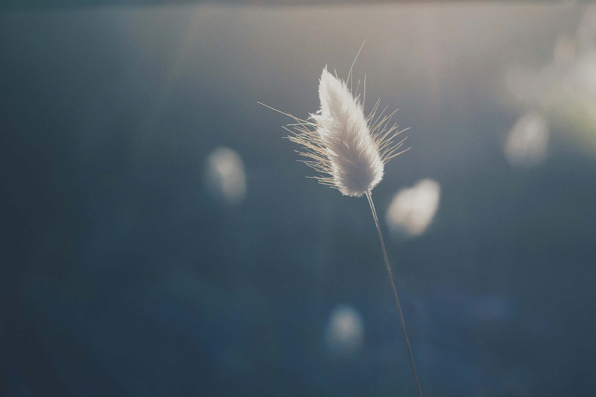 Macro_foto1.jpg