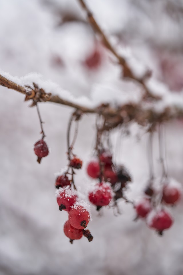 Tamron 90mm Macro Di III_40w.jpg