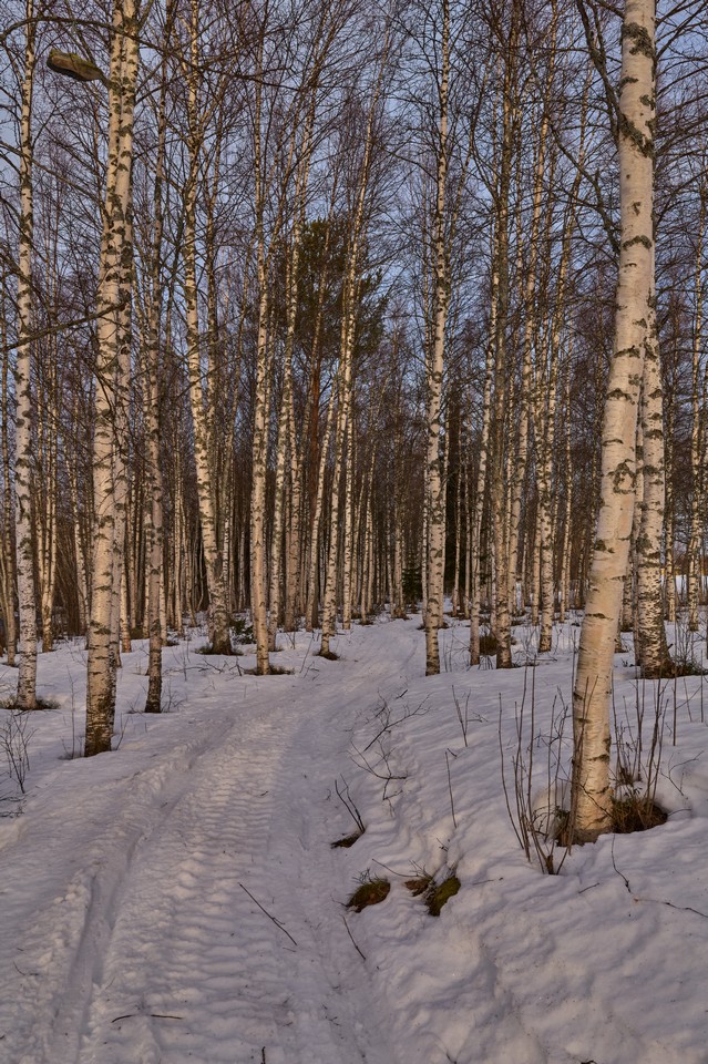 Panasonic S1R II_15w.jpg