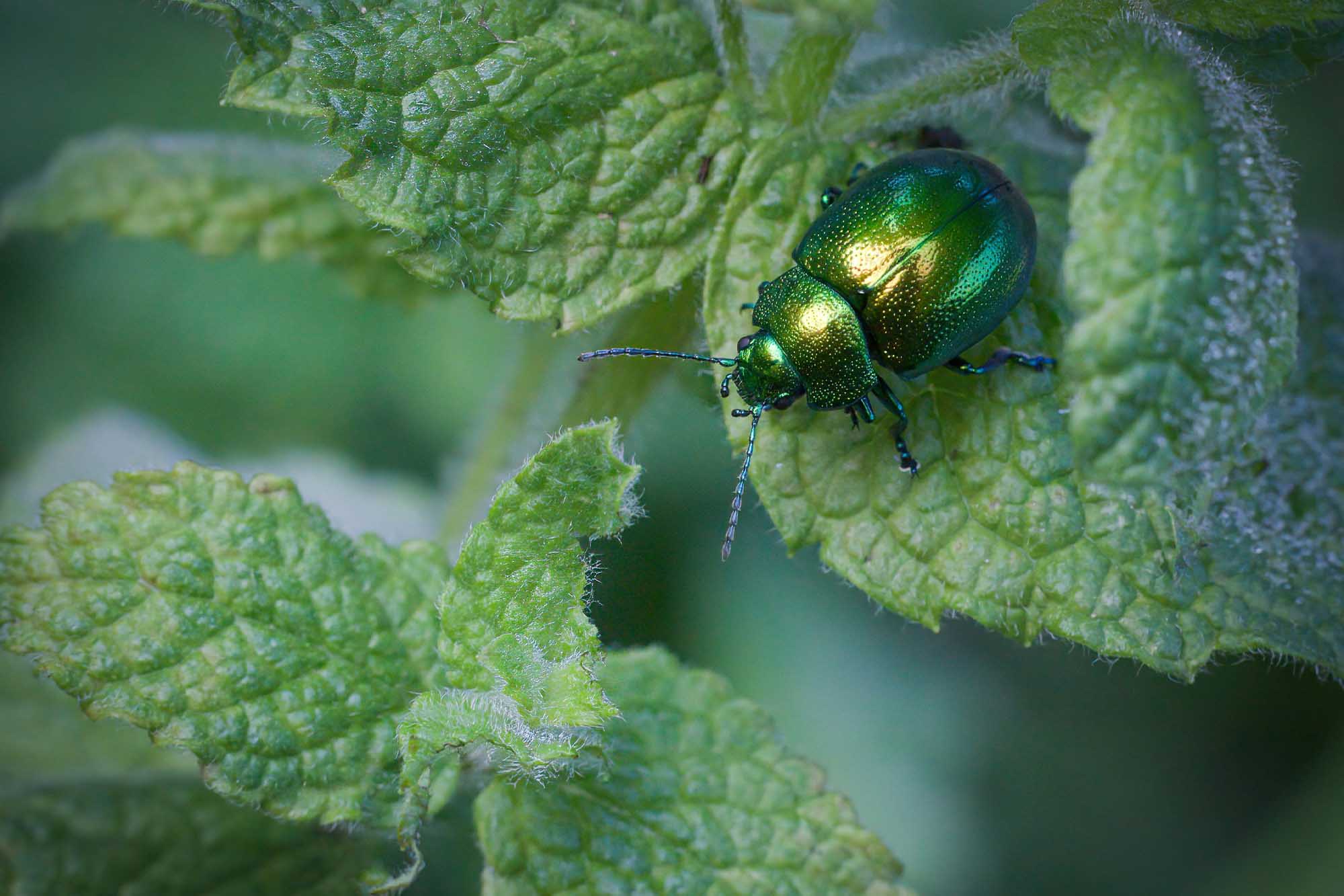 Macro_foto2.jpg