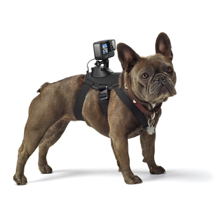 Fetch hundsele