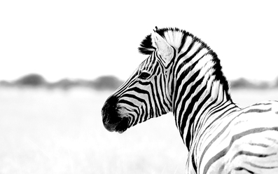 zebra_0.jpg
