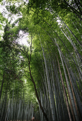 bambuskog_0.jpg